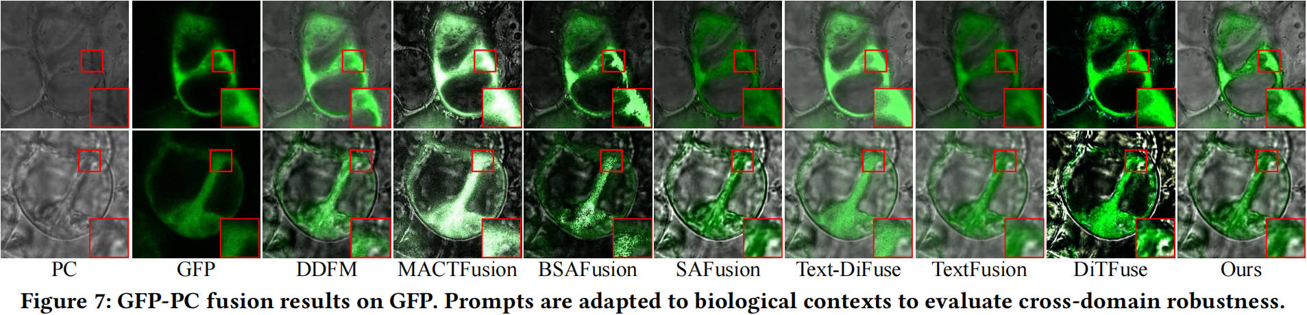 GFP-PC fusion results